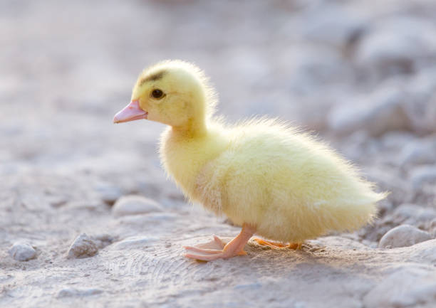 istock little duckling in nature 852225460