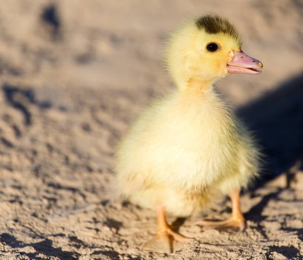 istock little duckling in nature 852225546