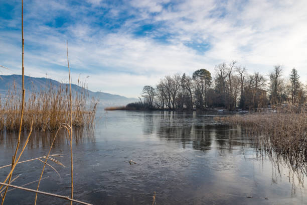 lago congelado, norte de italia. lago de varese en invierno de biandronno y el islote virginia (isolino virginia), importante sitio de prehistoria encuentra, desde 2011, agregado a la unesco patrimonio de la humanidad - frozen cold lake reed fotografías e imágenes de stock