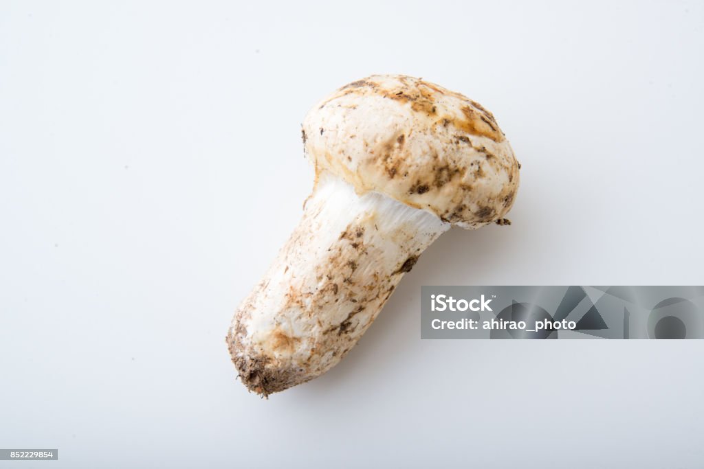 isolated matsutake mushroom Autumn Stock Photo