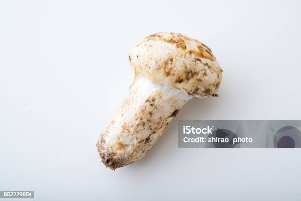 Isolated Matsutake Mushroom Stock Photo - Download Image Now - Autumn, Backgrounds, Brown