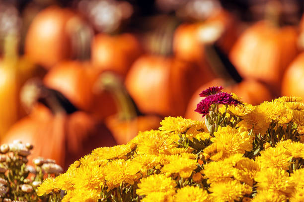 istock Autumn Mums or Chrysanthemums with pumpkin background 852232114