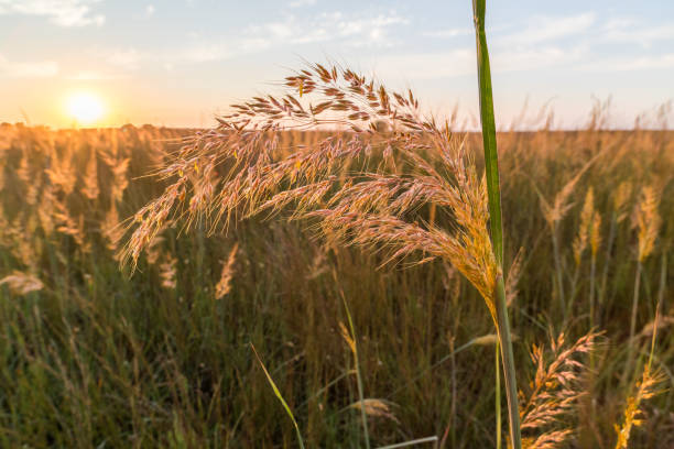 Indian Grass Sunset (Sorghastrum nutans), #2, Oklahoma stock photo