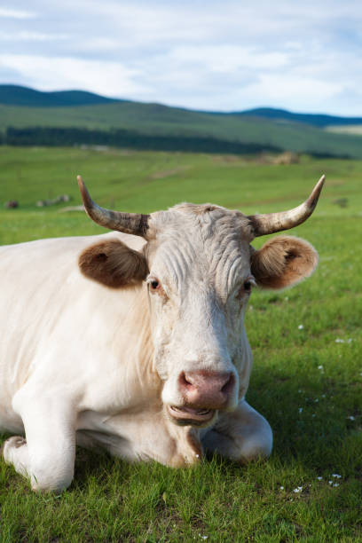 istock Close Up of Cow on Alpine  Ecologically Clean Pasture 852237040