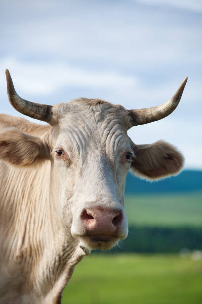 istock Close Up of Cow Head in Summer Day 852237112