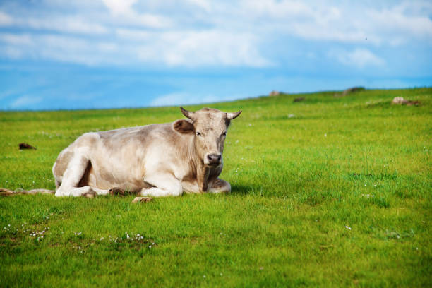istock Healthy Cow Lying on Green Grass in Summer Day 852237258