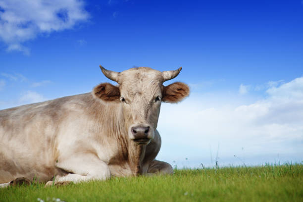 istock Big Bull on  Alpine  Ecologically Clean Pasture in Summer Day 852237322