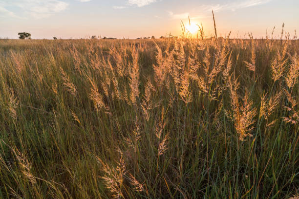Indian Grass (Sorghastrum nutans) Sunset, #1, Oklahoma stock photo