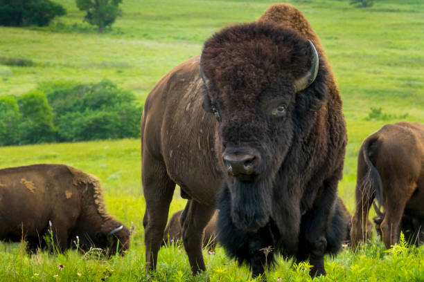 Impressive American Bison Portrait On The Kansas Plains