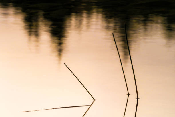 reeds in a pond at evening - jordan imagens e fotografias de stock