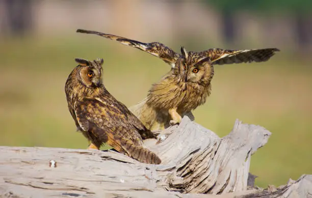 The long-eared owl's (Asio otus or Strix otus) breeding season is from February to July. This bird is partially migratory, moving south in winter from the northern parts of its temperate range. Its habitat is forest close to open country. Overall, these owls are secretive, and are rarely seen.






