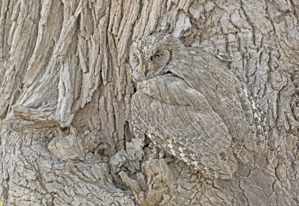 자연의 위장 (pallid scops 올빼미 또는 전기 scops 올빼미.) - photography tree perching animals in the wild 뉴스 사진 이미지