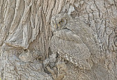 Nature's Camouflage (Pallid scops owl or striated scops owl.)