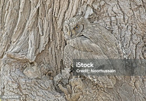 Our Best Camouflage Animal Stock Photos, Pictures & Royalty-Free Images -  iStock | Chameleon, Hidden, Animals