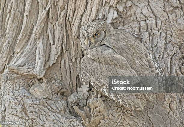 Natures Camouflage Stock Photo - Download Image Now - iStock