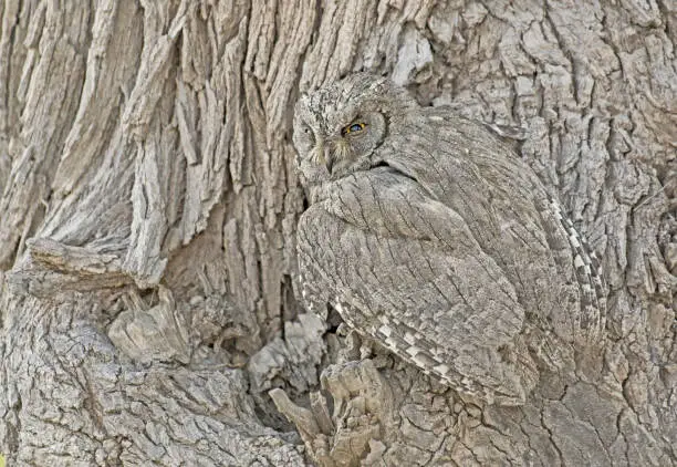 Photo of Nature's Camouflage (Pallid scops owl or striated scops owl.)