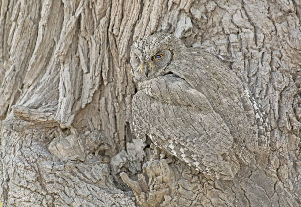 camuflagem da natureza (otus pálido ou otus estriado). - photography tree perching animals in the wild - fotografias e filmes do acervo