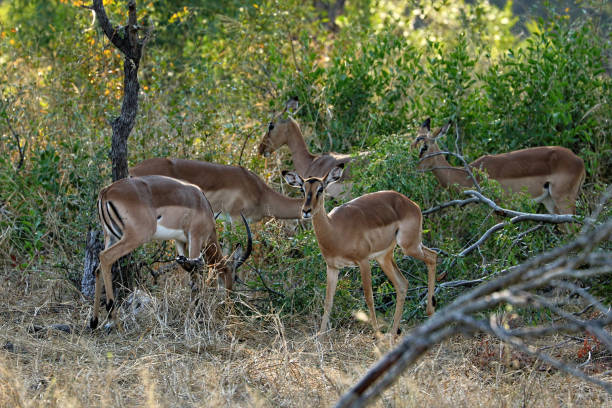 antilopi nel kruger national park, sudafrica - kruger national park sunrise south africa africa foto e immagini stock