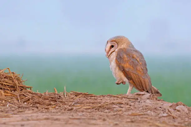 Like most owls, the barn owl is nocturnal, relying on its acute sense of hearing when hunting in complete darkness. It often becomes active shortly before dusk and can sometimes be seen during the day when relocating from one roosting site to another. In Britain, on various Pacific Islands and perhaps elsewhere, it sometimes hunts by day. This practice may depend on whether the owl is mobbed by other birds if it emerges in daylight. However, in Britain, some birds continue to hunt by day even when mobbed by such birds as magpies, rooks and black-headed gulls, such diurnal activity possibly occurring when the previous night has been wet making hunting difficult. By contrast, in southern Europe and the tropics, the birds seem to be almost exclusively nocturnal, with the few birds that hunt by day being severely mobbed.


