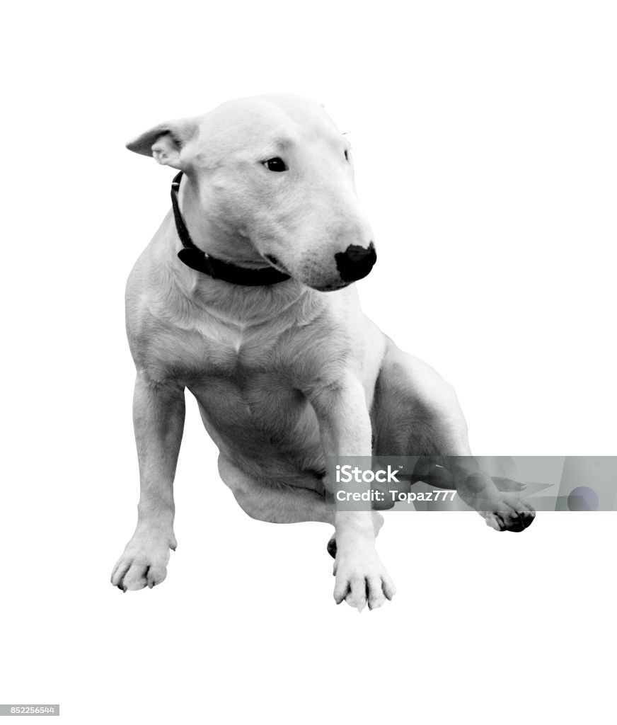 Chó Sục Bò Đẹp Bị Cô Lập Trên Nền Trắng Hình ảnh Sẵn có - Tải ...