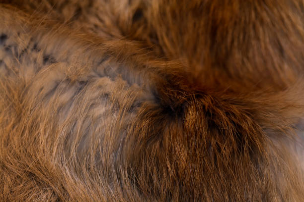 elegantní a luxusní červená liščí kožešina - irský teriér - stock snímky, obrázky a fotky
