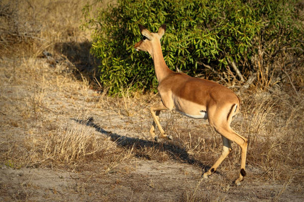 antilopi nel kruger national park, sudafrica - kruger national park sunrise south africa africa foto e immagini stock