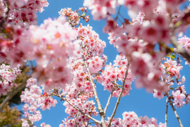 Cherry blossom with blue background stock photo