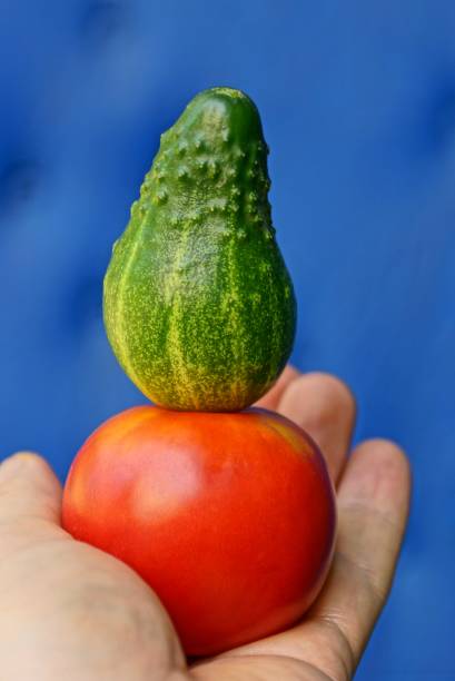 istock Cucumber with tomato on open palm on blue background 852274506
