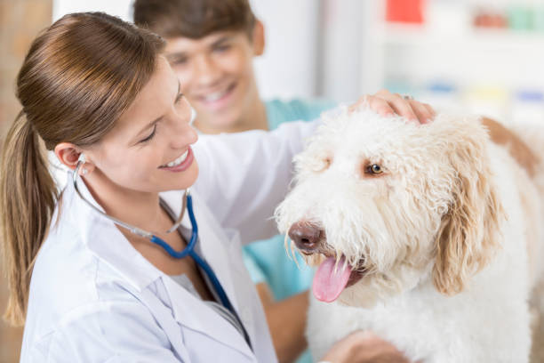 istock Caring Caucasian female veterinarian examines sick dog 852281710