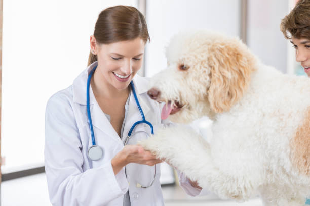 istock Caring vet examines dog's wounded paw 852281728