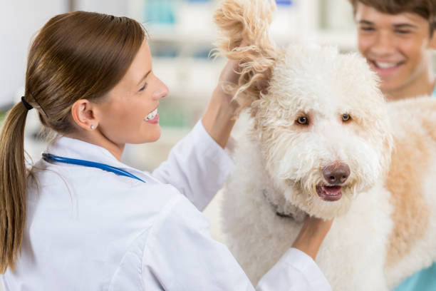 istock Female vet examines a dog's ear 852281814