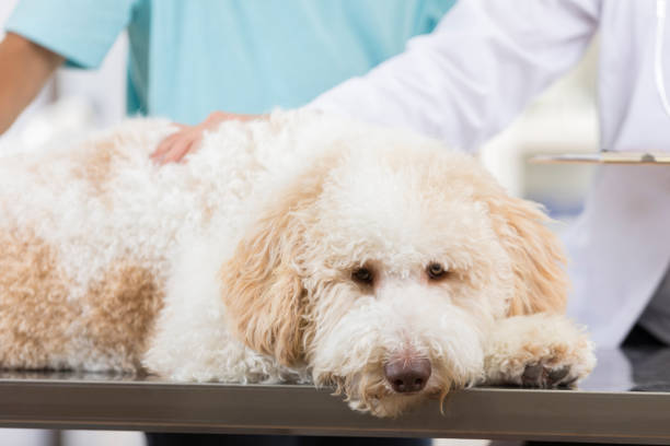 istock Sick dog at a veterinarian's office 852281874
