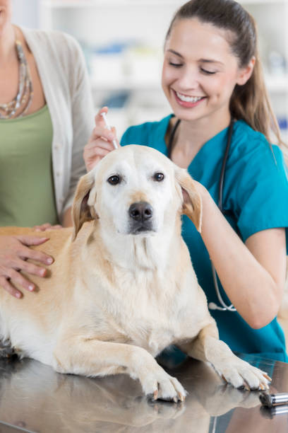 istock Cheerful veterinarian gives a yellow lab a vaccination 852282110
