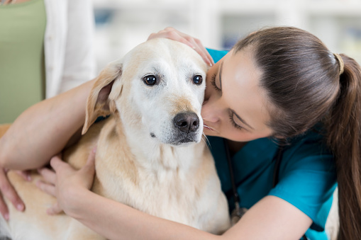 Caring female veterinarian hugs and talks sweetly to a dog before examining him.