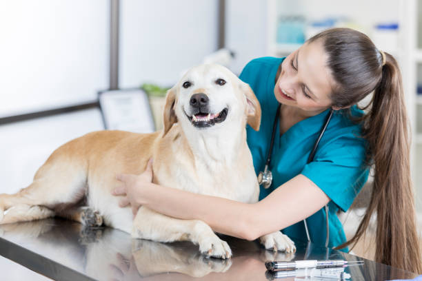 istock Cheerful female veterinarian examines cute dog 852282124