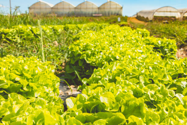 istock alignment of ripe salads in an organic field 852292964