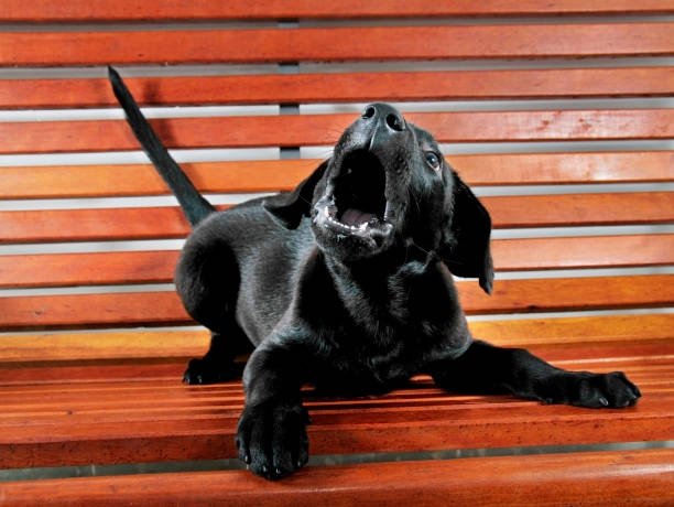 istock labrador retriever puppy 852300276