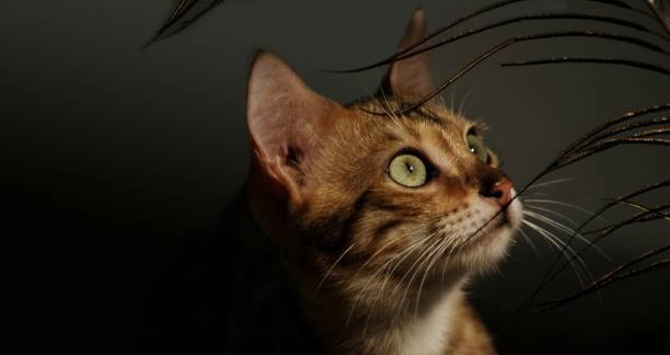 istock Portrait of cat 852300346
