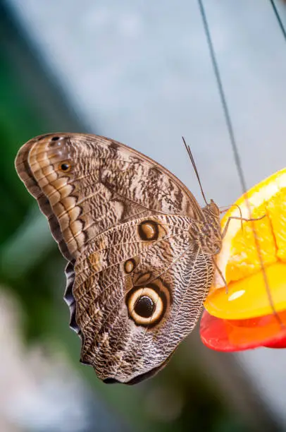 Close up of owl Butterfly (Caligo sp.) feeding from an orange