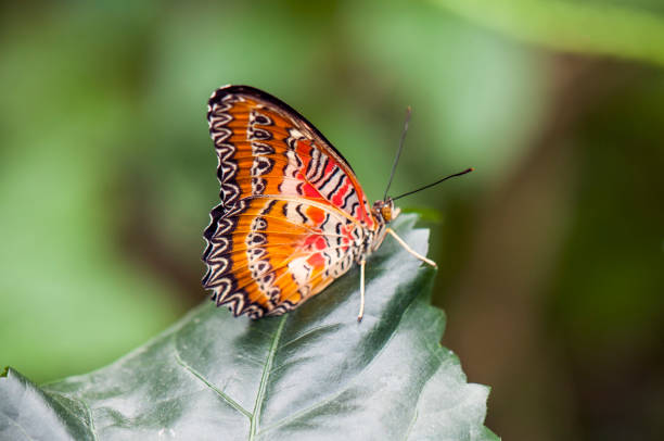 istock Detail of tropical orange butterfly (Cethosia hypsea) perching on a leaf 852300560