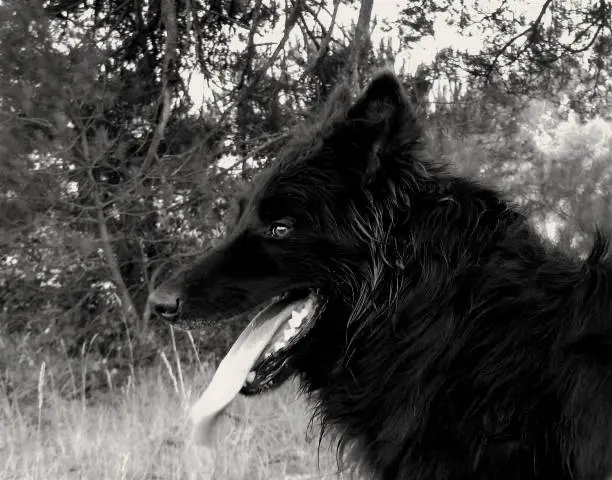 belgian shepherd dog.