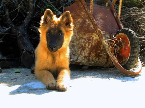 belgian shepherd dog.