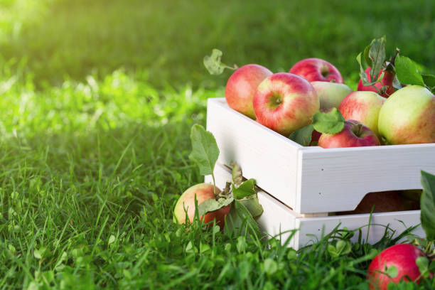 istock Apples in wooden crate in garden 852306128