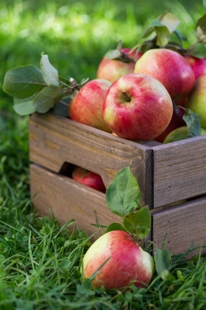 istock Apples in wooden crate in garden 852306344