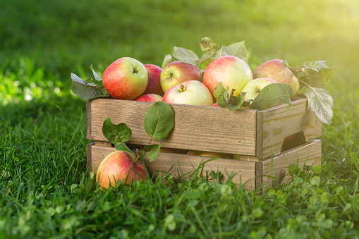 Freshly pickled ripe organic apples in dark wooden crate on green grass, outside in garden, nobody