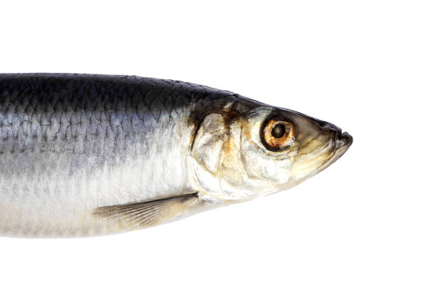 Herring fish isolated on white background. Herring fish head cut out.