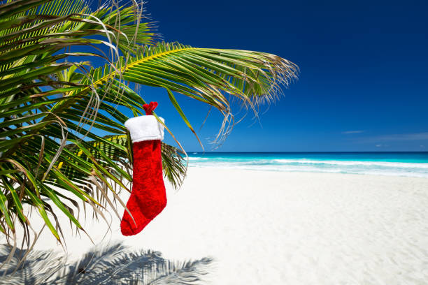 Christmas stocking on palm tree at tropical beach Christmas stocking hanging on coconut palm tree leaf at tropical sandy beach. New Year celebration 3686 stock pictures, royalty-free photos & images