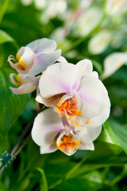 istock Orchid plant detail 852313332