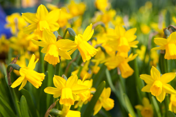 field of yellow daffodils - narcissus flowers - daffodil imagens e fotografias de stock