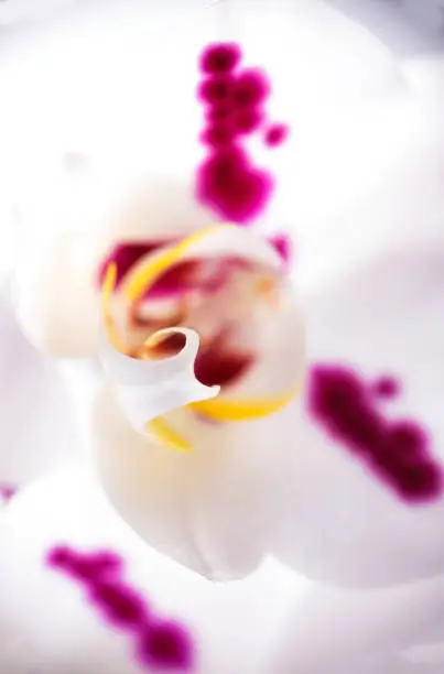 Macro detail of beautiful white orchid with pink splats